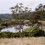 Bluebell Wood - Tilba Tilba