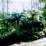 Bluebell Wood - Tilba Tilba
