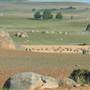 Dalgety/Cooma