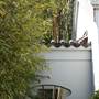 Chinese Garden of Friendship - Darling Harbour