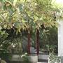 Chinese Garden of Friendship - Darling Harbour