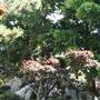 Chinese Garden of Friendship - Darling Harbour