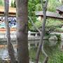 Chinese Garden of Friendship - Darling Harbour