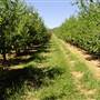 Daydawn Orchard