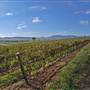 Denman vineyard