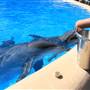 Dolphin Marine Magic