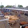 Dubbo Saleyards