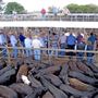 Dubbo Saleyards