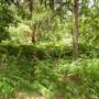 Lane Cove National Park