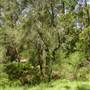 Lane Cove National Park