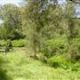 Lane Cove National Park