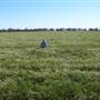 Barley Crop, near Narromine
