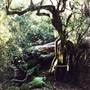 Barrington Tops National Park