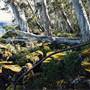 Barrington Tops National Park
