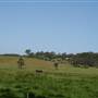 Berry Area Farms