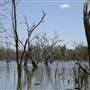 Gum Swamp & Bird Hide