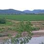 Broke vineyards