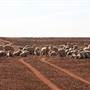Broken Hill Area (Inc. Silverton)