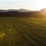 Sugar Cane Field