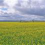 Canola Field
