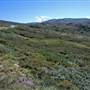 Charlotte Pass