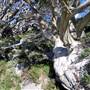 Charlotte Pass