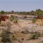 Cobar
