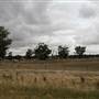 Collingullie