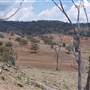 Coolah surrounds