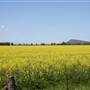Crops near Forbes