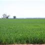 Crops/Farms - Central West