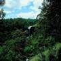Dorrigo National Park