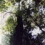 Dorrigo National Park