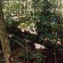 Dorrigo National Park