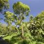 Northern Rivers Region