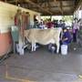 Calmsley Hill City Farm