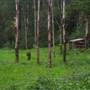 Falls Forest Retreat