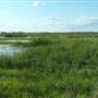 Fivebough Swamp