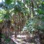Forster and surrounds