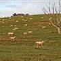 Private Property - Goulburn Homestead