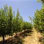 Hillside Orchard, Borenore