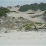 Killick Beach & Sand Dunes - Hat Head National Park