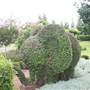 Hunter Valley Gardens