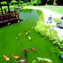 Japanese Edogawa Gardens