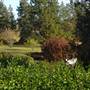Japanese Gardens Cowra