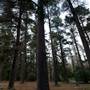 Jenolan State Forest - Ferns