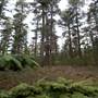 Jenolan State Forest - Ferns