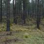 Jenolan State Forest