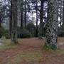 Jenolan State Forest