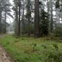 Jenolan State Forest